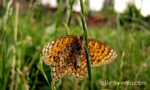 Да те презирам ли, че била си гъсеница или просто да се радвам на красотата ти?