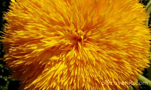  слънчево цвете...  на прощаване...