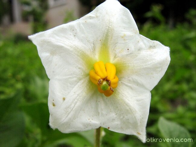 благоуханниче :)