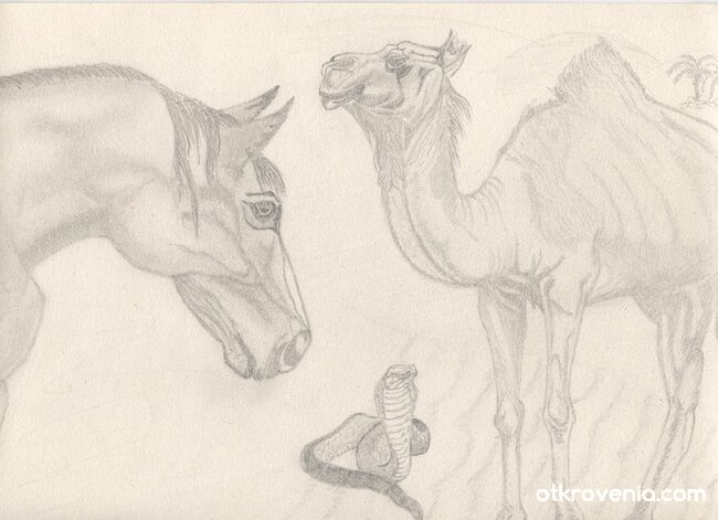 Малка Фауна