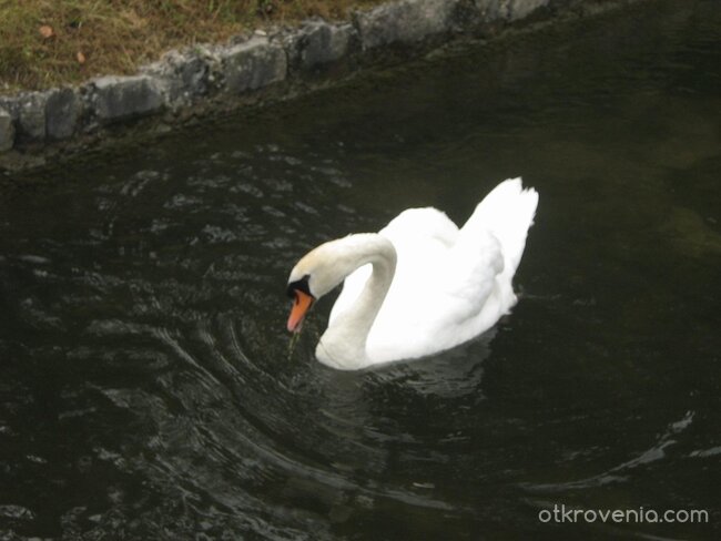 Грациозно =}