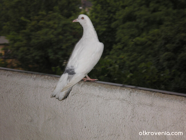 Я кажи ми гълъбче ле бяло