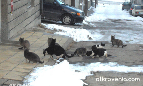 Търсене на храна из града през студена зима