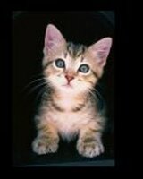 `Jessica` (Мария)