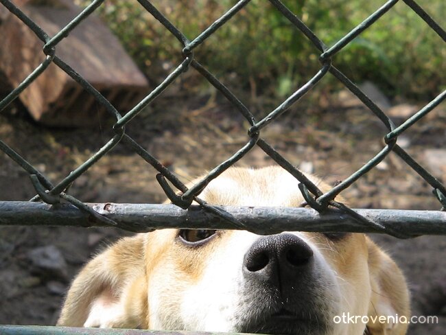 Най-вярната стража