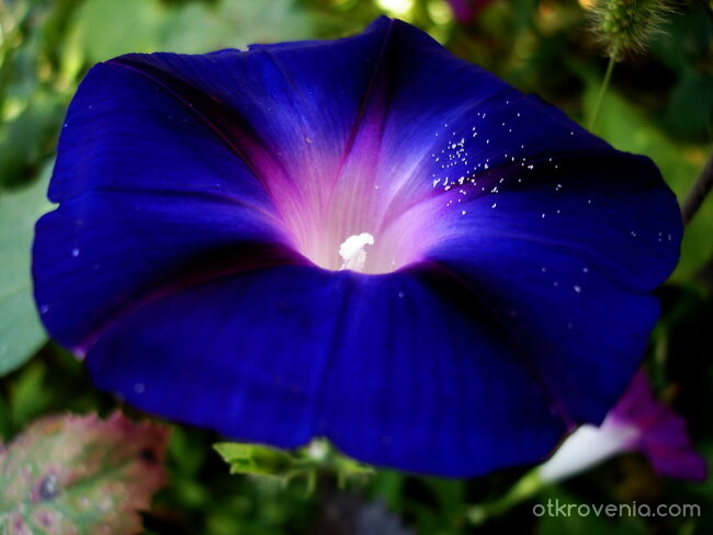 Като моята душа!