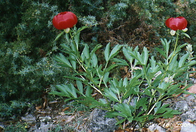 Диви божури