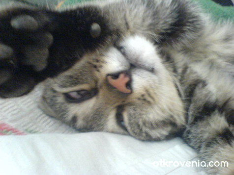 заспало котараче