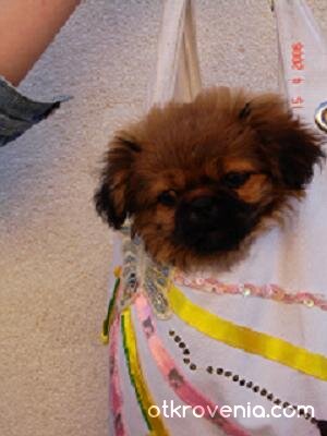 Кученце в дамската ми чанта!