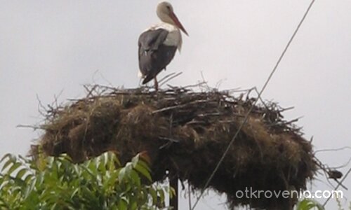 Старият щърк