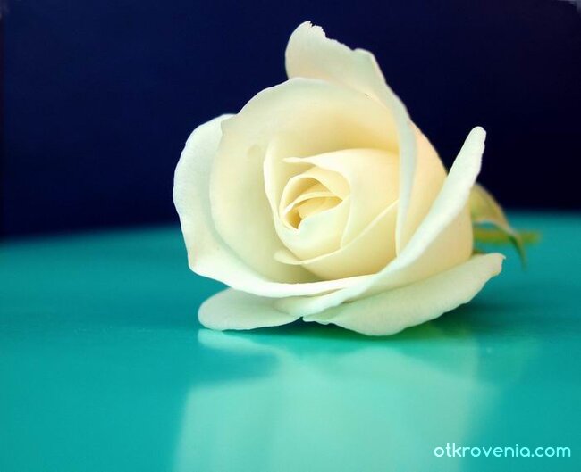 Рапсодия в бяло