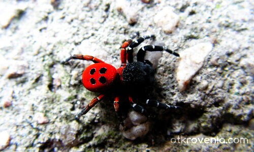 Червено паяче