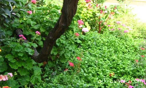 Градинката на баба