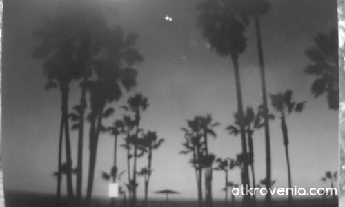 veniceBeach`california