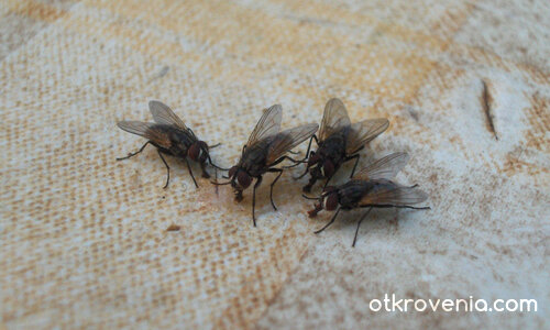 Делим по братски