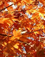 Alice (Калина)