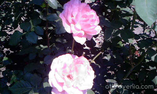 Две розовки розички