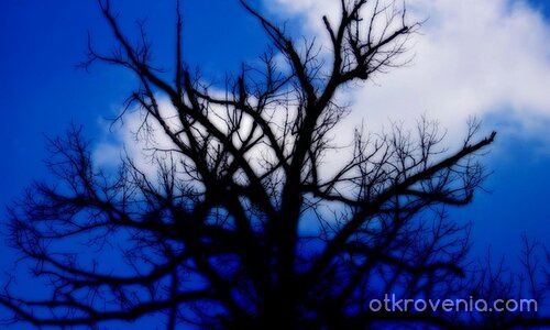 Да пуснем корени в небето