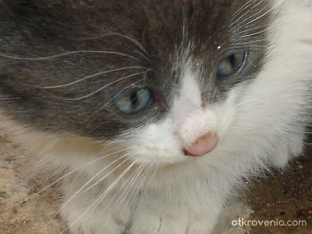 Дълги вежди и бели мустачки