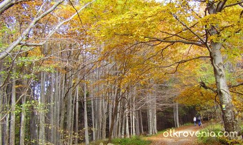 златна есен