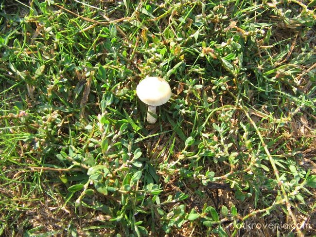 По горската пътечка..гъбка!