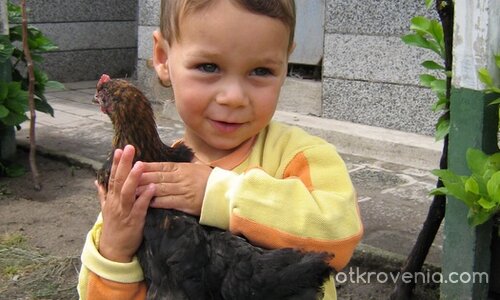 Гуши-гуши пиленце...