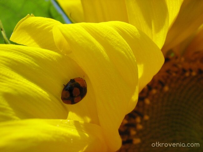 ...в лъчите на утринната свежест...