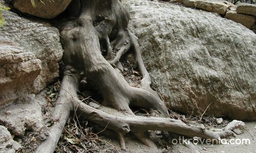 Поникнали камъни в корените