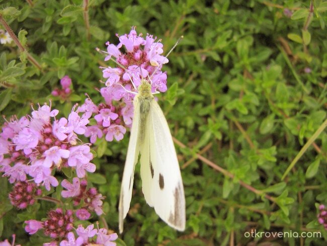 >|< зеленоочка ;)