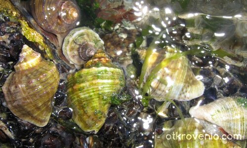 Живот- трептящ, въртящ, всмукващ, изяждащ, премляскващ... ЖИВОТЪТ навсякъде кипи...