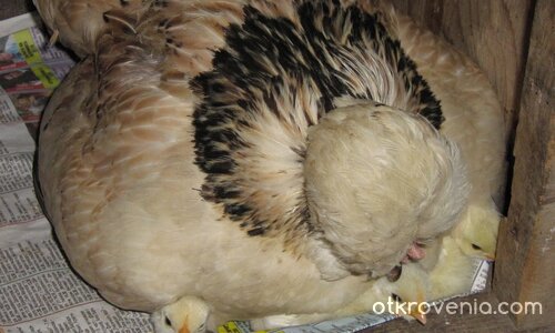 ...майчица...