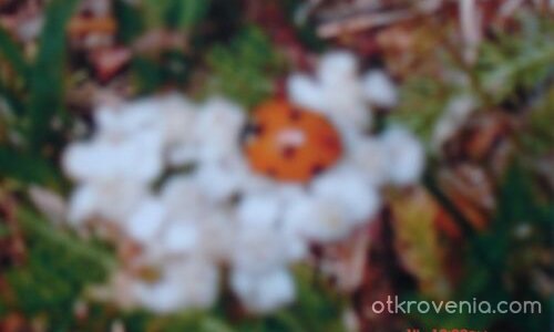 обедна почивка