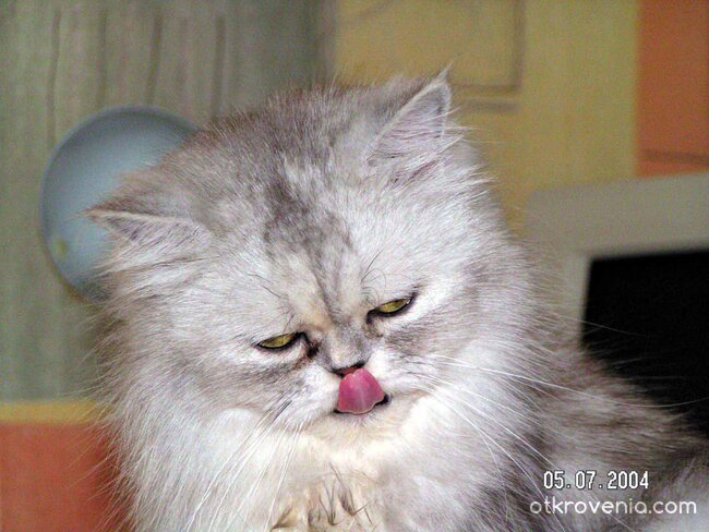 "С езиче по... нослето"