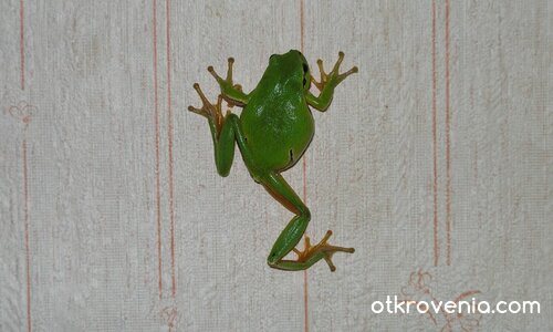 омагьосаната принцеса