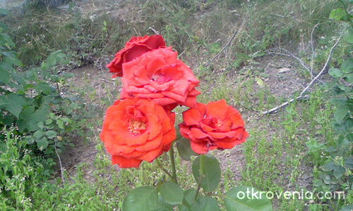 Червени розички