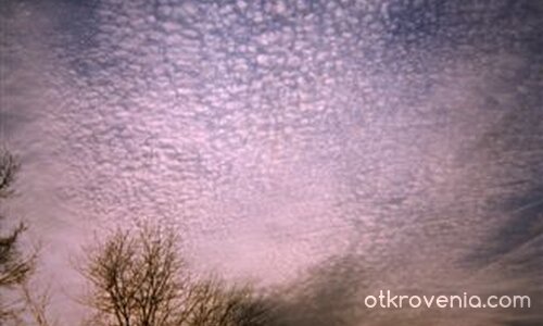 Ако разбирах езика му...