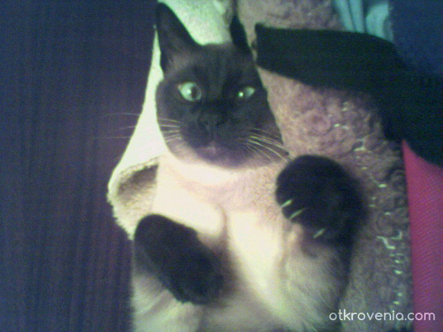 Да се размажеш от кеф