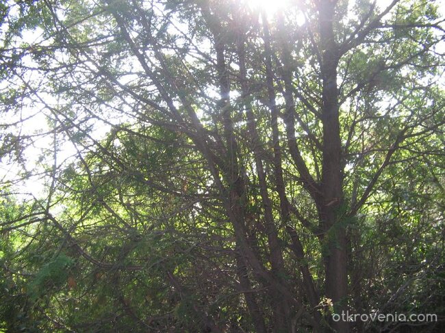 Слънчева паяжина