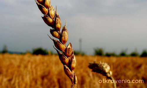 Плодородие