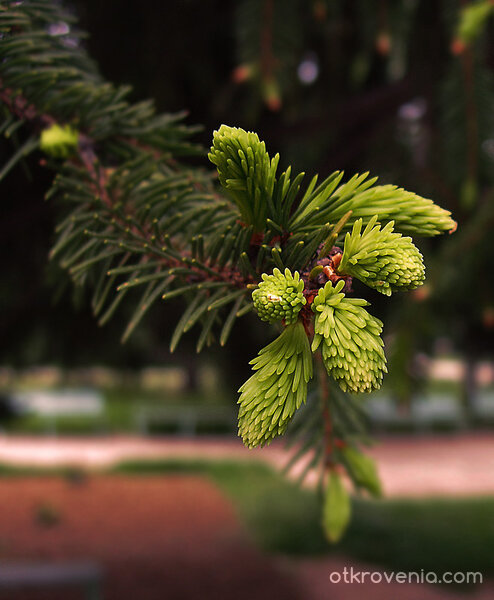 Жажда за живот