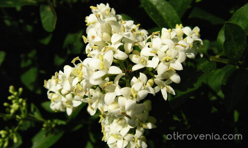 звезда от цветове