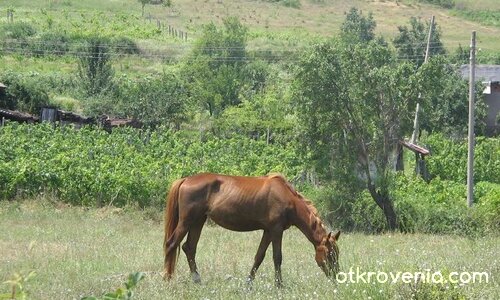 Грациозност