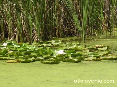 Водна лилия