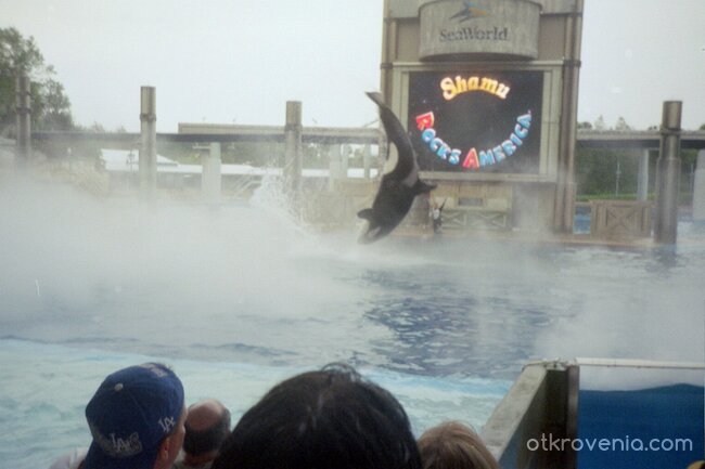 Волният Willy