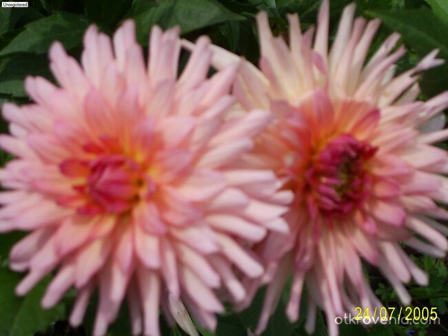 Светът е за двама...