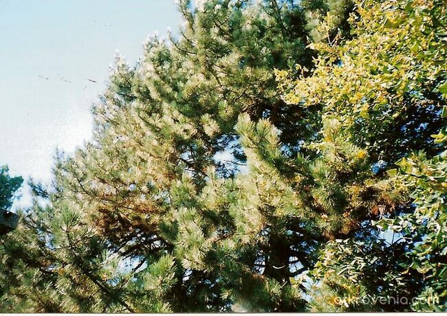 Бор в задния двор