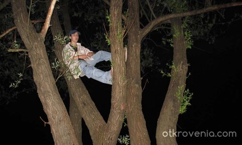 Кацнала на едно дърво...