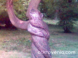 Прегръдка..