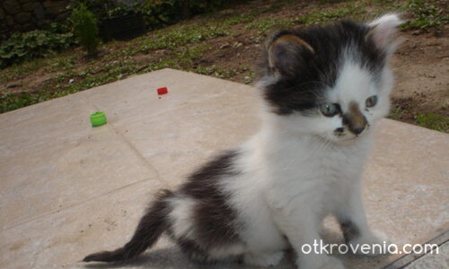 Тери  умислено