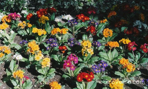 Цветен килим